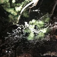 弘前城植物園の写真・動画_image_326205