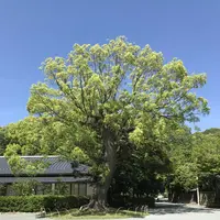 宗像大社の写真・動画_image_327581