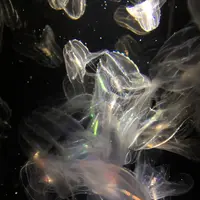 鶴岡市立加茂水族館（クラゲドリーム館）の写真・動画_image_331436