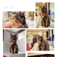 猫まるカフェ 上野店の写真・動画_image_342401