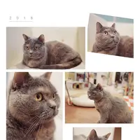 猫まるカフェ 上野店の写真・動画_image_342402