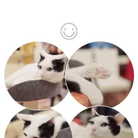 猫まるカフェ 上野店の写真・動画_image_342403