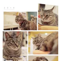 猫まるカフェ 上野店の写真・動画_image_342404