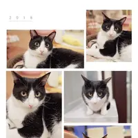 猫まるカフェ 上野店の写真・動画_image_342405