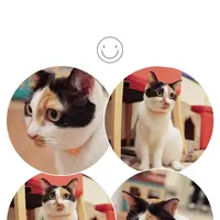 猫まるカフェ 上野店の写真・動画_image_342406