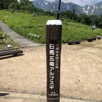 白馬五竜高山植物園の写真・動画_image_349022