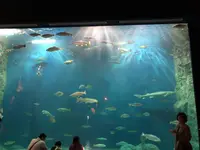 サケのふるさと 千歳水族館の写真・動画_image_441353