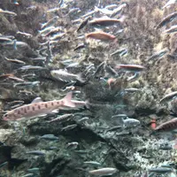 サケのふるさと 千歳水族館の写真・動画_image_441354
