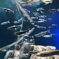 サケのふるさと 千歳水族館の写真・動画_image_441360