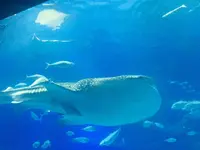 沖縄美ら海水族館の写真・動画_image_478651