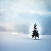クリスマスツリーの木の写真・動画_image_522436