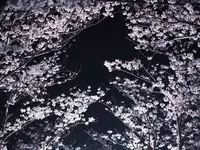 丸亀城の写真・動画_image_544143