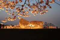 石舞台古墳の写真・動画_image_555057