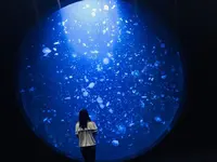 鶴岡市立加茂水族館（クラゲドリーム館）の写真・動画_image_556777