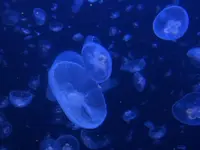 鶴岡市立加茂水族館（クラゲドリーム館）の写真・動画_image_556778