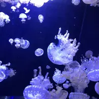 鶴岡市立加茂水族館（クラゲドリーム館）の写真・動画_image_556779