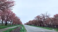 二十間道路の桜並木の写真・動画_image_556813
