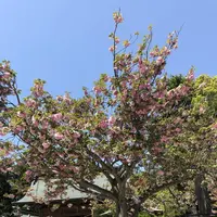 常陸第三宮 吉田神社の写真・動画_image_566400
