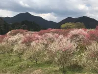 月川温泉の花桃の写真・動画_image_567638