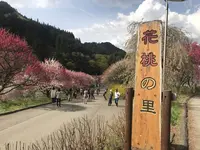 月川温泉の花桃の写真・動画_image_567639