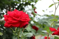茨城県フラワーパークの写真・動画_image_586436
