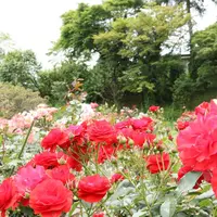 茨城県フラワーパークの写真・動画_image_586438