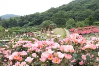 茨城県フラワーパークの写真・動画_image_586439