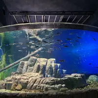 サケのふるさと 千歳水族館の写真・動画_image_609290