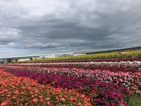 花の海の写真・動画_image_630024