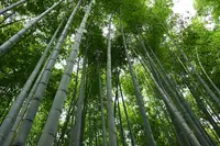 嵐山 竹林の小径の写真・動画_image_639610