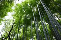 嵐山 竹林の小径の写真・動画_image_639611