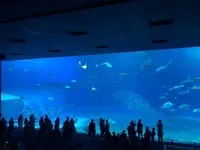 沖縄美ら海水族館の写真・動画_image_643841