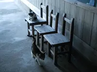 ネコノシマホステルの写真・動画_image_648404