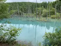 青い池の写真・動画_image_671235
