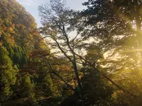 上色見熊野座神社の写真・動画_image_682241
