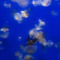 鶴岡市立加茂水族館（クラゲドリーム館）の写真・動画_image_691481