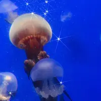 鶴岡市立加茂水族館（クラゲドリーム館）の写真・動画_image_691483