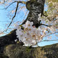 安住神社 バイク神社の写真・動画_image_777219