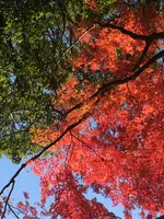 益子県立自然公園 益子の森の写真・動画_image_777246