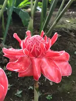 東京都夢の島熱帯植物館の写真・動画_image_781603