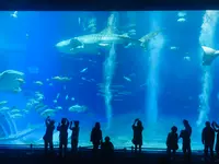 沖縄美ら海水族館の写真・動画_image_787479