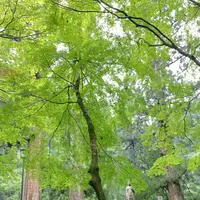 大本山永平寺の写真・動画_image_787952