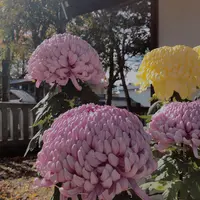 笠間稲荷神社の写真・動画_image_837815