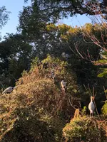 野鳥の島の写真・動画_image_878283