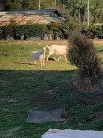 鯉淵学園農業栄養専門学校の写真・動画_image_895828