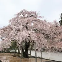 醍醐寺の写真・動画_image_901146