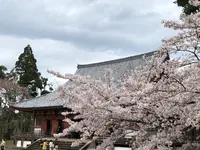 醍醐寺の写真・動画_image_901147