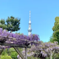亀戸天神社の写真・動画_image_904617