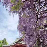 笠間稲荷神社の写真・動画_image_919174