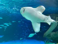 サンシャイン水族館の写真・動画_image_929465